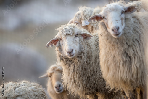 Fototapeta Naklejka Na Ścianę i Meble -  A herd of white sheeps in the countryside