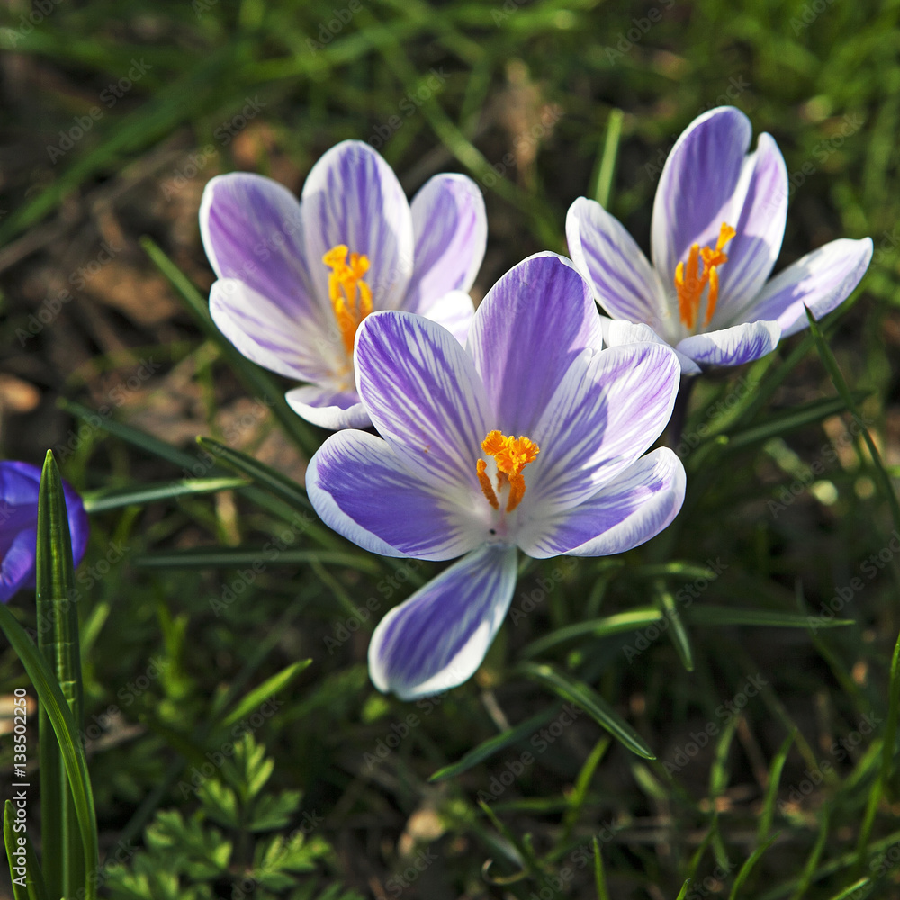 the Crocuses in late afternoon sunlight. Spring, Royal Botanic Gardens Kew London (Striped croci probably Crocus the Crocuses in late afternoon sunlight. Spring, Royal Botanic Gardens Kew London (Striped croci probably Crocus