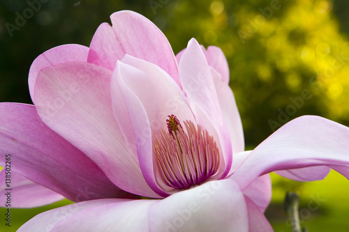 Spring in London. Magnolia  Leonard Messel   Pink flower and bud opening on tree