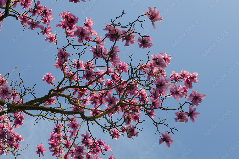 Spring in London. Magnolia 'Leonard Messel', Pink flower and bud opening on tree Spring in London. Magnolia 'Leonard Messel', Pink flower and bud opening on tree