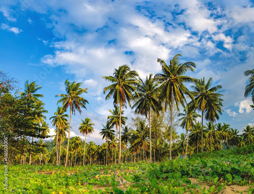 Wallpaper Mural Relaxing on remote paradise beach. Untouched sandy Nang Thong Beach with palms trees in Khao Lak, Thailand. Summer holiday vacation background Torontodigital.ca