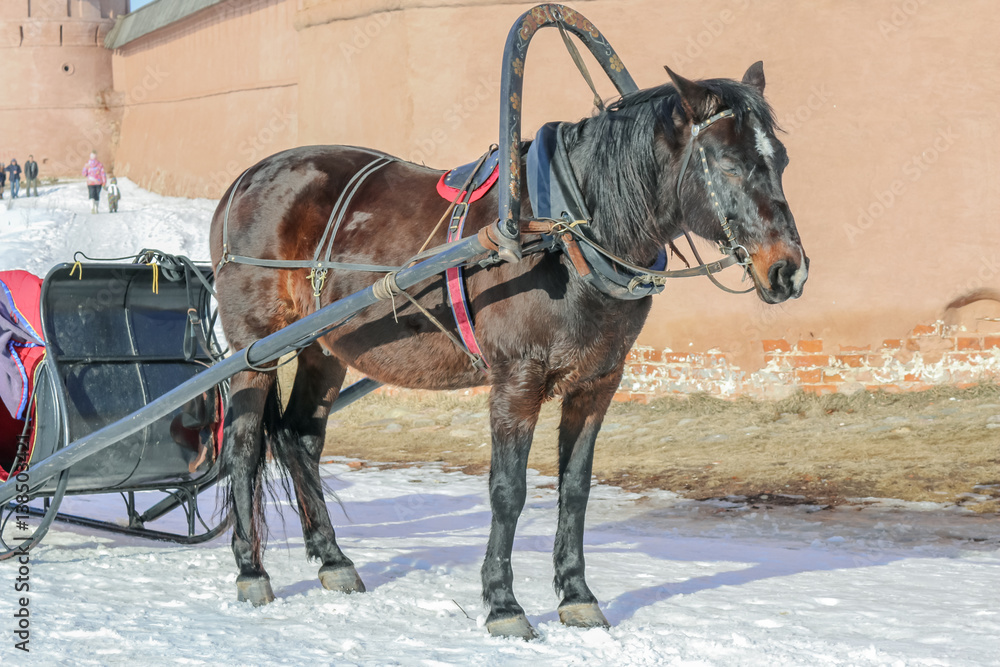 Old horse harnessed to the sled in the snow with a sunny day Old horse harnessed to the sled in the snow with a sunny day