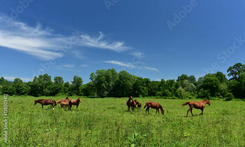 Horses on a spring meadow