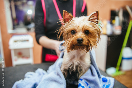 drying Yorkshire terrier in a professional hairdresser