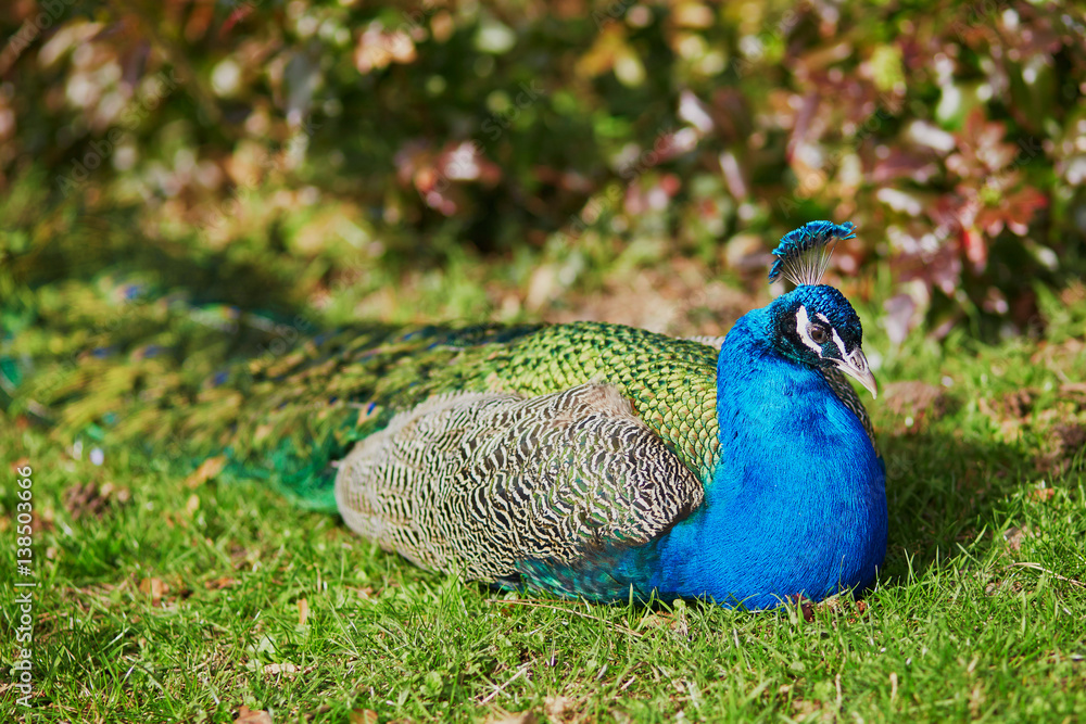 Obraz premium Peacock resting on green lawn