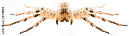 Wolf Spider Lycosa singoriensis male on white background, front view of spider.