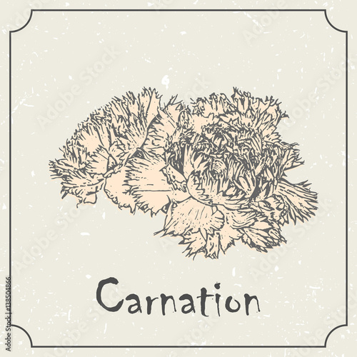 Monochrome carnation flower. Vintage grunge marriage design template, floral artwork. Vector illustration of summer concept for invitation, card, flyer, ticket, boutique logo, label