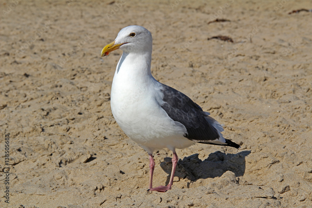 Obraz premium White gull on the sandy beach.