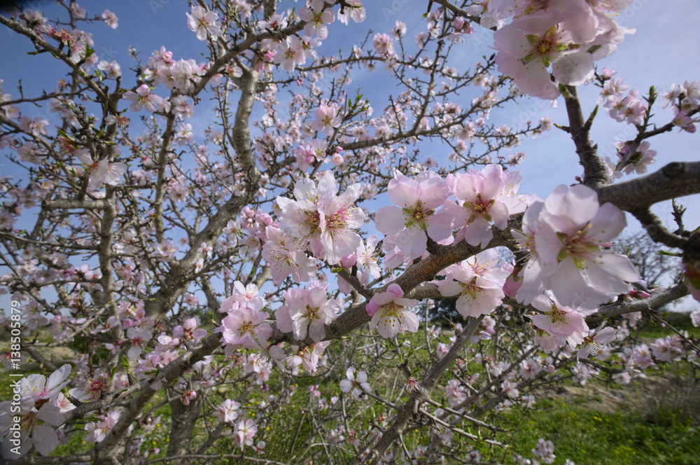 Amandier en fleurs