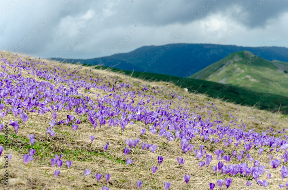 Wild purple crocus (Crocus nudiflorus) flowering in high mountain