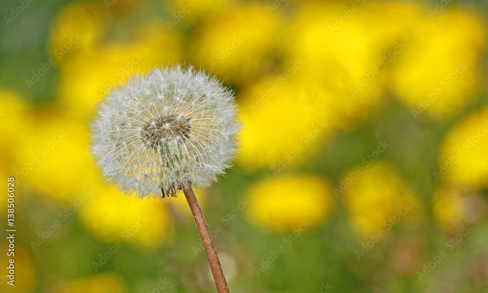 Dandelion (Taraxacum) in Finland. Seeds of one flower are ripe while those on the background are still bloom with yellow flowers. Dandelion (Taraxacum) in Finland. Seeds of one flower are ripe while those on the background are still bloom with yellow flowers.