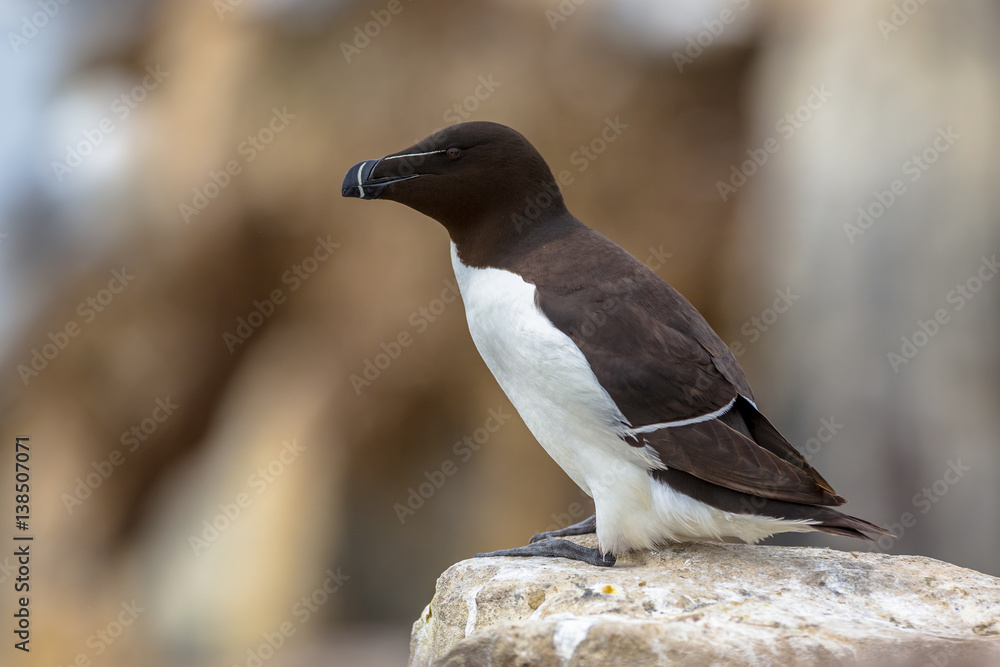 Obraz premium Razorbill on rock