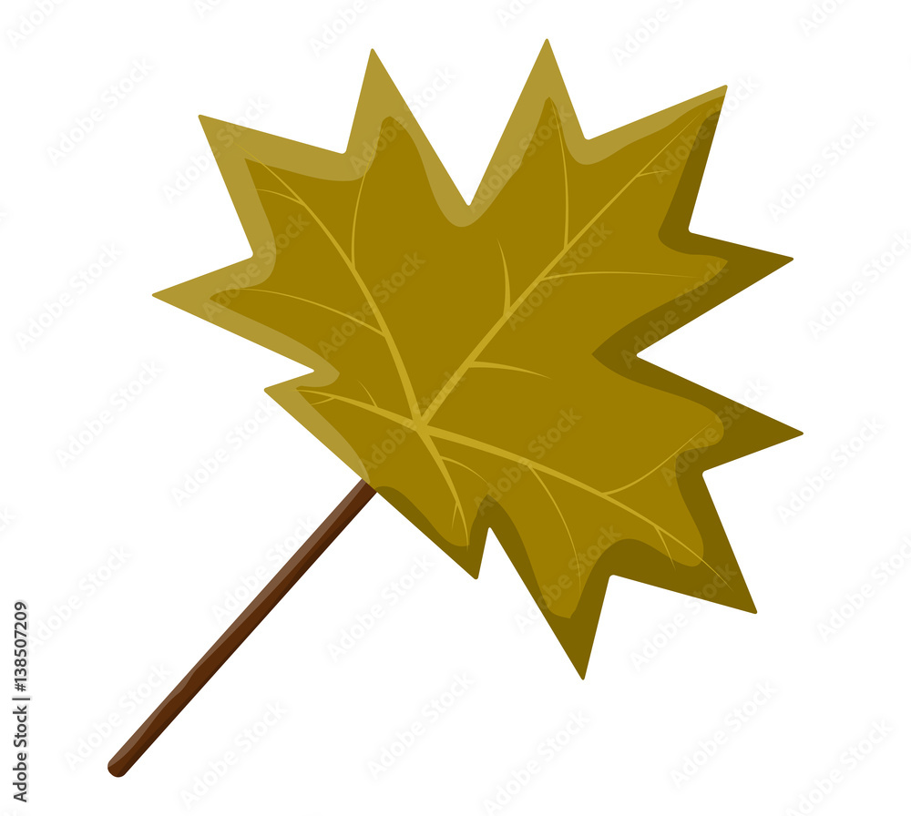 Fototapeta premium maple leaf vector symbol icon design.