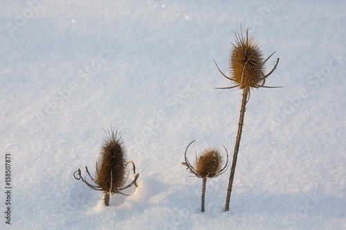 Thistles on snow for the background.
