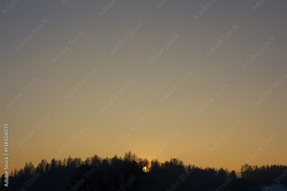 Fototapeta premium Trees and forest in the background of nature.