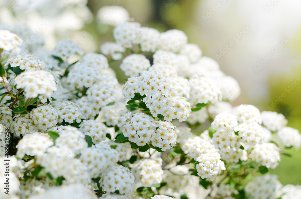 White Spiraea cantoniensis, spring flowers. Blooming bush. Spring seasonal background. Good for invitation, gift card, backdrop White Spiraea cantoniensis, spring flowers. Blooming bush. Spring seasonal background. Good for invitation, gift card, backdrop