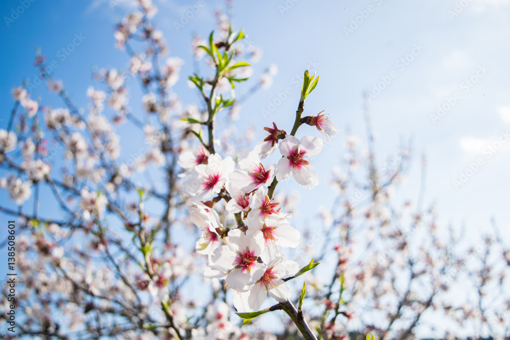 Pink Almond blossom set against a blue sky, vernal blooming of almond tree flowers in Spain Pink Almond blossom set against a blue sky, vernal blooming of almond tree flowers in Spain
