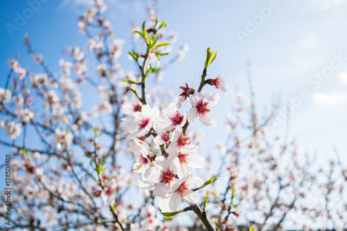 Pink Almond blossom set against a blue sky, vernal blooming of almond tree flowers in Spain