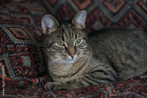 Katze auf dem Sofa, aufmerksam photo