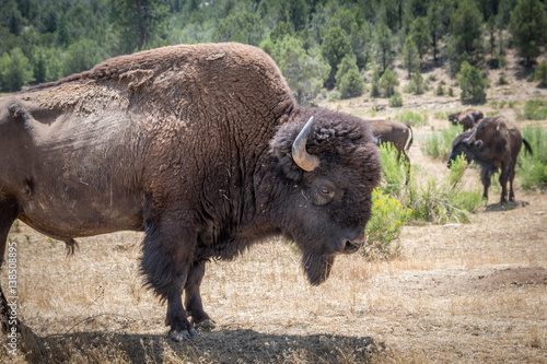 American Bison Male