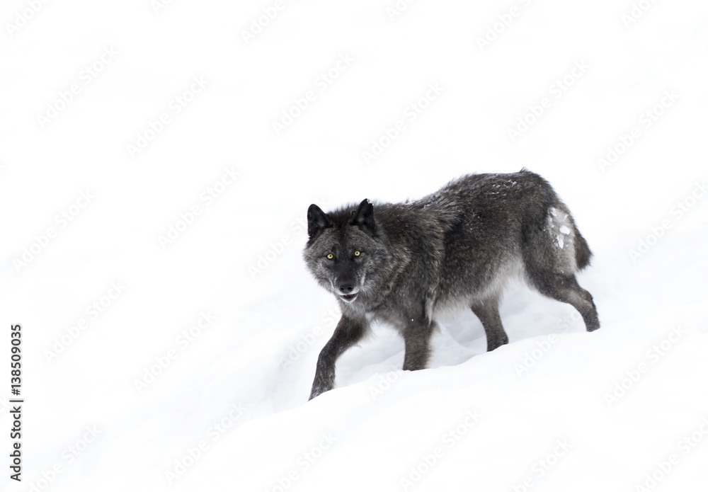 Obraz premium A lone Black wolf isolated on a white background walking in the winter snow in Canada
