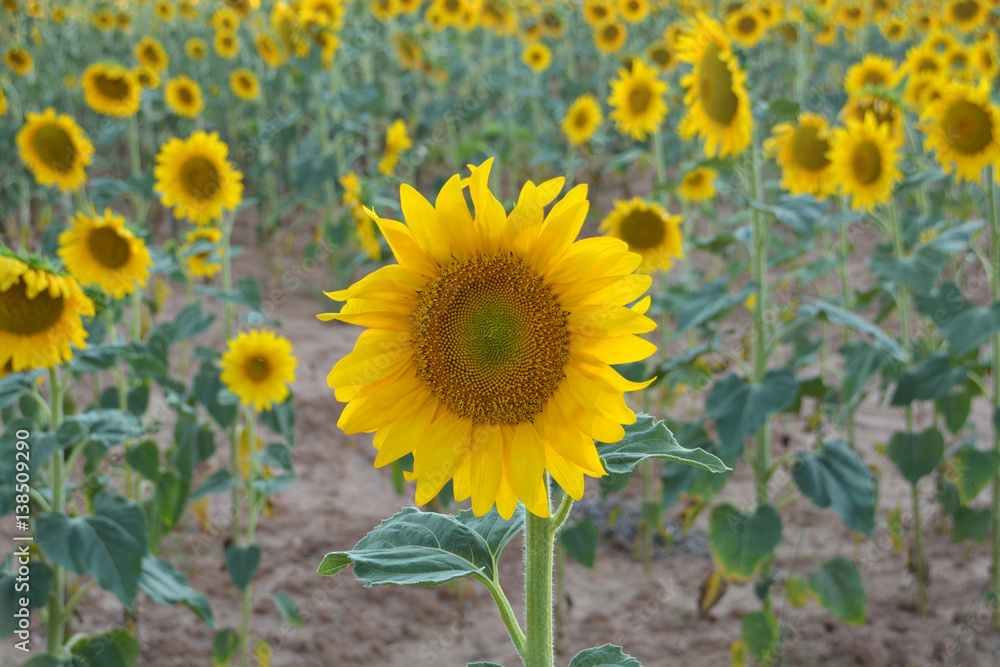 Obraz premium campo de girasoles