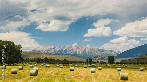 Mountain Hay