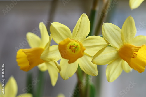 Spring daffs photo