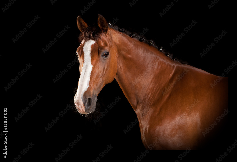 Obraz premium braunes Pferdekopf mit Blesse