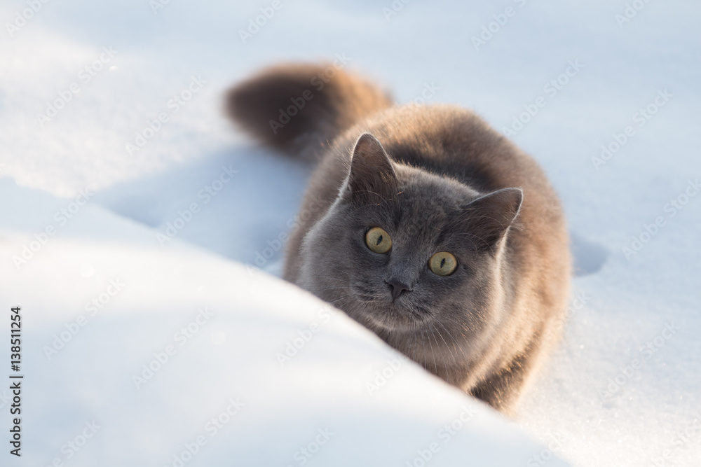 Portrait of fluffy gray cat slinks and hunts in snow