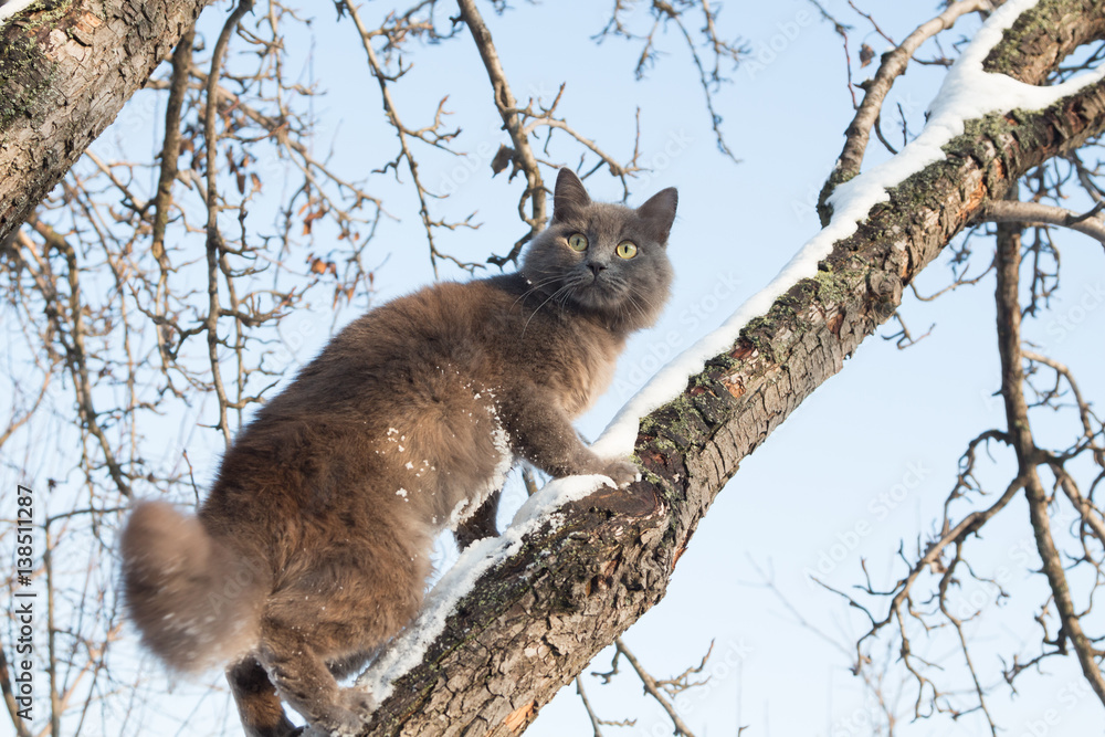 Portrait of fluffy gray cat on a tree with snow