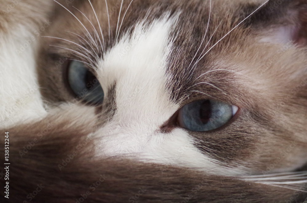 Fototapeta premium Domestic cat with amazing blue eyes takes some rest