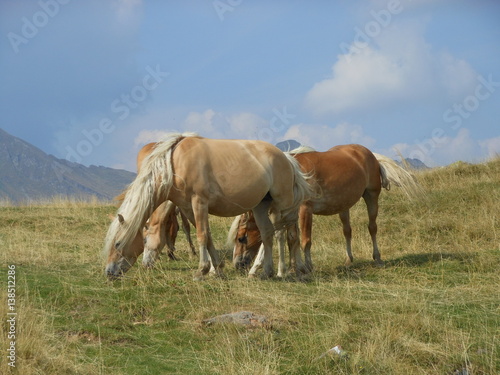 Horses on highland