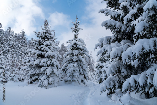 Large view on the snowy trees © Stockr