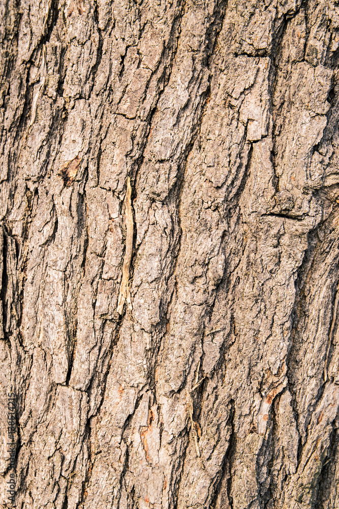 texture formed by the bark of an old tree texture formed by the bark of an old tree
