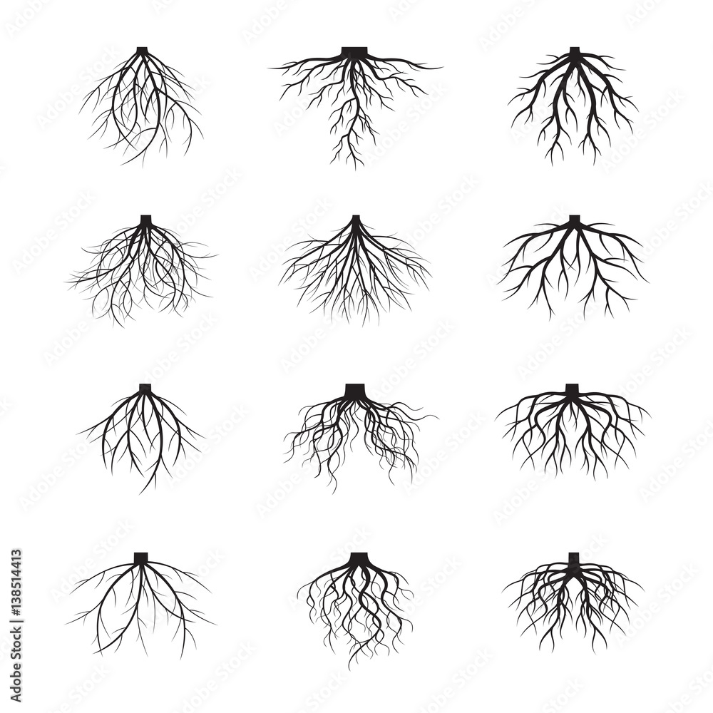 Set of Black Roots. Vector Illustration. Set of Black Roots. Vector Illustration.