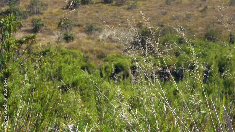 Flora in Horton Plains National Park