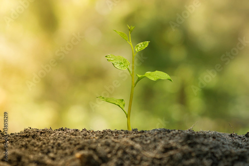 Agriculture. Plant seedling. A young baby plant growing on fertile soil with natural green background