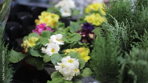 Garden Flowers in the Pot and Juniper Branches. Closeup View