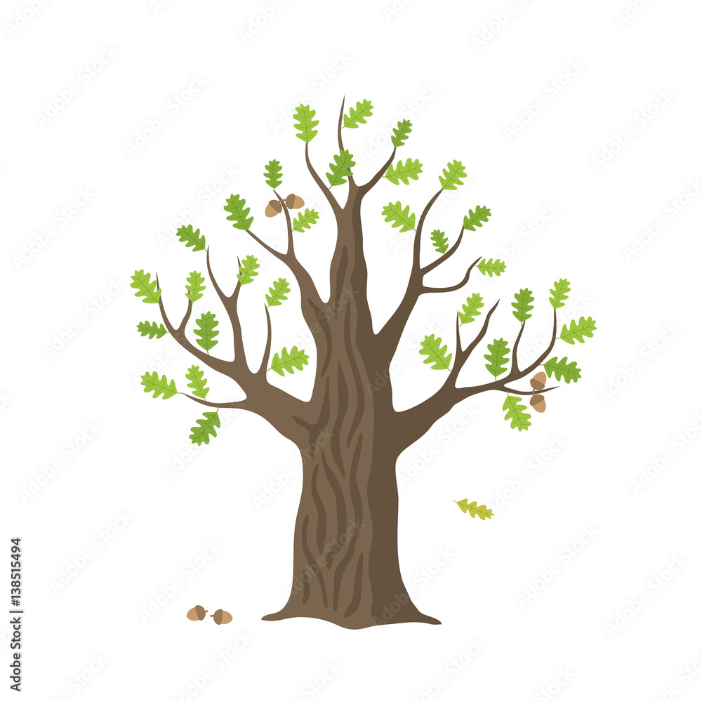 Vector flat oak tree isolated. oak with green leaves and acorns on white background. Vector flat oak tree isolated. oak with green leaves and acorns on white background.