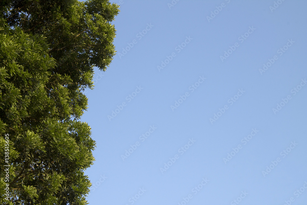 Árvore com céu Árvore com céu