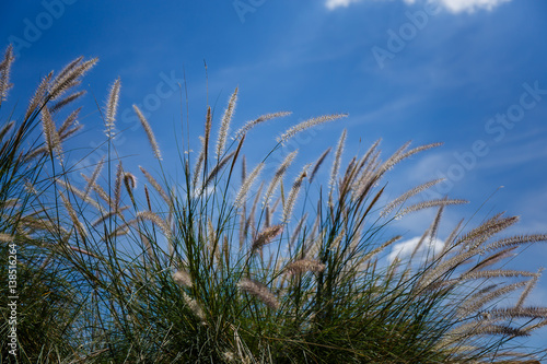Soft silk grass with sky background.