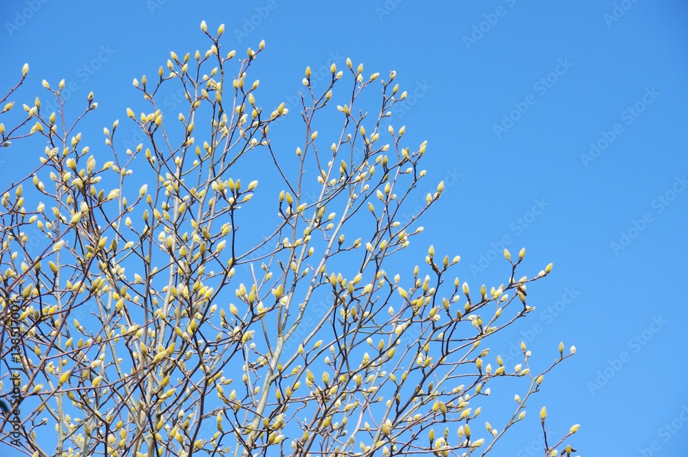コブシの蕾 コブシの蕾