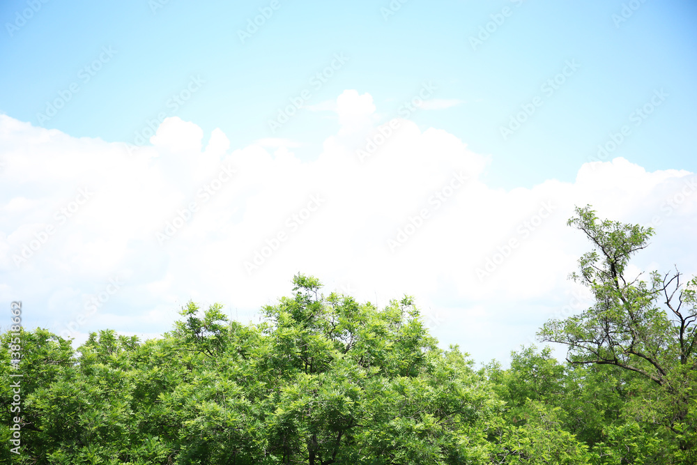 Tree branches with green leaves on sky background Tree branches with green leaves on sky background