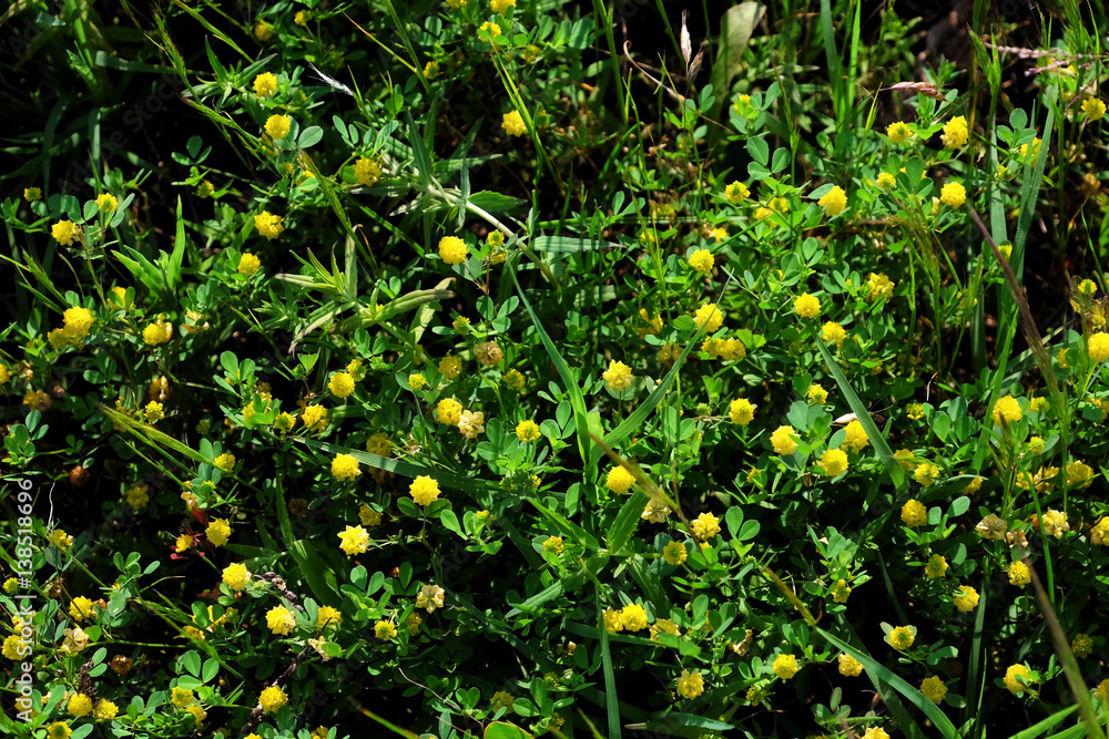 Small yellow wildflowers background