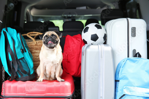 Car trunk with cute pug and luggage. Travel concept