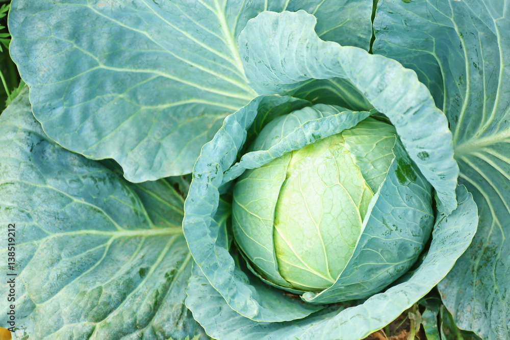 Fototapeta premium Green cabbage in the garden