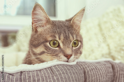 Cute cat in soft pet bed