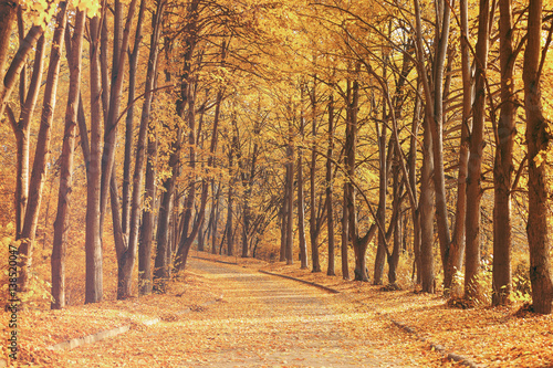 Beautiful autumn park background