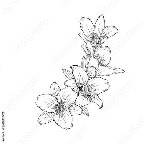 black and white bouquet lily isolated on background.
